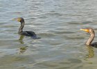 Cormorants  A 2nd cormorant joined us.  They are both using our kayaks to help them with fishing.  Fun!! Rounding the Northern Tip of Buck Key, heading back. Kayaking from Tween-waters Inn down Roosevelt Channel, then around the far side of Buck Kay.  No wind, tide coming in. : 2016, Buck Key, Captiva, Cormorant, Kayaking
