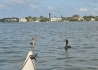Cormorants  A 2nd cormorant joined us.  They are both using our kayaks to help them with fishing.  Fun!! Rounding the Northern Tip of Buck Key, heading back. Kayaking from Tween-waters Inn down Roosevelt Channel, then around the far side of Buck Kay.  No wind, tide coming in. : 2016, Buck Key, Captiva, Cormorant, Kayaking