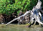Captiva040616-4670  Kayaking through Buck Key mangrove trail, then down Roosevelt Channel to Blind Pass. : 2016, Captiva, Kayaking