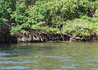 Captiva040616-4671  Kayaking through Buck Key mangrove trail, then down Roosevelt Channel to Blind Pass. : 2016, Captiva, Kayaking