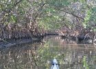 Captiva040616-4674  Kayaking through Buck Key mangrove trail, then down Roosevelt Channel to Blind Pass. : 2016, Buck Key, Captiva, Kayaking, Mangrove Trail