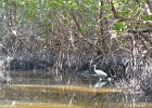 Captiva040616-4677  Kayaking through Buck Key mangrove trail, then down Roosevelt Channel to Blind Pass. : 2016, Buck Key, Captiva, Kayaking, Mangrove Trail