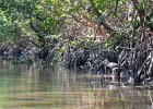 Captiva040616-4684  Kayaking through Buck Key mangrove trail, then down Roosevelt Channel to Blind Pass. : 2016, Buck Key, Captiva, Kayaking, Mangrove Trail