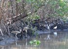 Captiva040616-4688  Kayaking through Buck Key mangrove trail, then down Roosevelt Channel to Blind Pass. : 2016, Buck Key, Captiva, Kayaking, Mangrove Trail