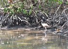 Captiva040616-4689  Kayaking through Buck Key mangrove trail, then down Roosevelt Channel to Blind Pass. : 2016, Buck Key, Captiva, Kayaking, Mangrove Trail