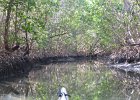Captiva040616-4691  Kayaking through Buck Key mangrove trail, then down Roosevelt Channel to Blind Pass. : 2016, Buck Key, Captiva, Kayaking, Mangrove Trail