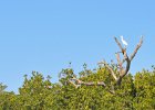 Snowy Egret  Snowy Egret. Paddeling South along the far side of Buck Key. Kayaking from Tween-waters Inn around far side of Buck Key, then back around Roosevelt Channel.  South Winds, tide coming in. : 2016, Buck Key, Captiva, Kayaking, Snowy Egret
