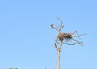 Osprey  Osprey in nest. Paddeling South along the far side of Buck Key. Kayaking from Tween-waters Inn around far side of Buck Key, then back around Roosevelt Channel.  South Winds, tide coming in. : 2016, Buck Key, Captiva, Kayaking, Osprey