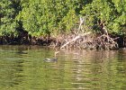 Cormorant  Cormorant. Paddeling South along the far side of Buck Key. Kayaking from Tween-waters Inn around far side of Buck Key, then back around Roosevelt Channel.  South Winds, tide coming in. : 2016, Buck Key, Captiva, Cormorant, Kayaking