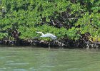 Great Blue Heron  Great Blue Heron. Paddeling South along the far side of Buck Key. Kayaking from Tween-waters Inn around far side of Buck Key, then back around Roosevelt Channel.  South Winds, tide coming in. : 2016, Buck Key, Captiva, Great Blue Heron, Kayaking