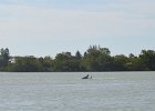 Dolphin  Dolphjin. Paddeling South along the far side of Buck Key. Kayaking from Tween-waters Inn around far side of Buck Key, then back around Roosevelt Channel.  South Winds, tide coming in. : 2016, Buck Key, Captiva, Dolphin, Kayaking