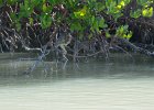 Green Heron  Green Heron. Paddeling North in Roosevelt Channel, the inner side of Buck Key. Kayaking from Tween-waters Inn around far side of Buck Key, then back around Roosevelt Channel.  South Winds, tide coming in. : 2016, Buck Key, Captiva, Green Heron, Kayaking