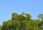 Pelican  Pelican. Paddeling North in Roosevelt Channel, the inner side of Buck Key. Kayaking from Tween-waters Inn around far side of Buck Key, then back around Roosevelt Channel.  South Winds, tide coming in. : 2016, Buck Key, Captiva, Kayaking, Pelican
