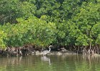 Great Blue Heron  Great Blue Heron. Heading North along the far side of B uck Key. Kayaking from Tween-waters Inn down Roosevelt Channel, then around the far side of Buck Kay.  No wind, tide coming in. : 2016, Buck Key, Captiva, Great Blue Heron, Kayaking