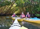 Kayaking Mangrove Trail  At the end of the Mangrove Trail in Braynerd Bayou. Kayaking through Buck Key mangrove trail, then down Roosevelt Channel to Blind Pass. : 2016, Braynerd Bayou, Buck Key, Captiva, Kayaking, Mangrove Trail