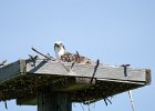 Osprey  Osprey. View from Lands End Room 1635 : 1635, 2016, Captiva, vacation