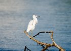 Great Egret  Great Egret, juvenille, seen at Ding Darling : 2016, Captiva, Ding Darling, Sanibel, vacation