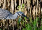 Yellow-crowned night heron.  Yellow-crowned night heron seen while driving through Ding Darling : 2016, Captiva, Ding Darling, Sanibel, Yellow-crowned night heron, vacation