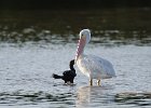 While Pelican  White Pelican. Drive through Ding Darling : 2016, Captiva, Ding Darling, Sanibel, vacation