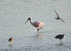 Roseate Spoonbill  Roseate Spoonbill. Drive through Ding Darling : 2016, Captiva, Ding Darling, Sanibel, vacation