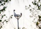 Eagles  Parent Eagle and juvenile eagle at Gulf Pine Dr : 2016, Captiva, Eagle, Sanibel, vacatiom