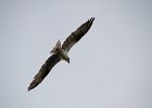 Osprey  Osprey. View from Room 1635, South Seas Resort. : 2016, Captiva, Osprey, vacation