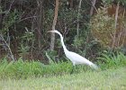 Great Egret  Great Egret. Drive through Ding Darling : 2016, Captiva, Ding Darling, Driving, Great Egret, vacation