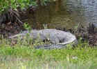 Alligator, Ding Darling  Alligator. Drive through Ding Darling : 2016, Alligator, Captiva, Ding Darling, Driving, vacation