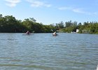 Captiva102216-6221  Monday, Day 3, Kayaking from Tween Waters down Roosevelt Channel, then back up, thru Mangrove Trail, then loop left/north around Buck Key back to Launch point.  Rough Waters, sheltered. Same as Day 2 : 2016, Buck Key, Captiva, Kayaking, Paddeling, Roosevelt Channel