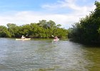 Captiva102216-6243  Monday, Day 3, Kayaking from Tween Waters down Roosevelt Channel, then back up, thru Mangrove Trail, then loop left/north around Buck Key back to Launch point.  Rough Waters, sheltered. Same as Day 2 : 2016, Buck Key, Captiva, Kayaking, Paddeling, Roosevelt Channel