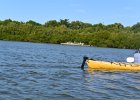Captiva102216-6246  Monday, Day 3, Kayaking from Tween Waters down Roosevelt Channel, then back up, thru Mangrove Trail, then loop left/north around Buck Key back to Launch point.  Rough Waters, sheltered. Same as Day 2 : 2016, Buck Key, Captiva, Kayaking, Paddeling, Roosevelt Channel