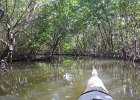 Captiva102216-6249  Monday, Day 3, Kayaking from Tween Waters down Roosevelt Channel, then back up, thru Mangrove Trail, then loop left/north around Buck Key back to Launch point.  Rough Waters, sheltered. Same as Day 2 : 2016, Buck Key, Captiva, Kayaking, Paddeling, Roosevelt Channel