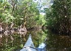 Captiva102216-6253  Monday, Day 3, Kayaking from Tween Waters down Roosevelt Channel, then back up, thru Mangrove Trail, then loop left/north around Buck Key back to Launch point.  Rough Waters, sheltered. Same as Day 2 : 2016, Buck Key, Captiva, Kayaking, Paddeling, Roosevelt Channel