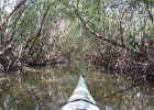 Captiva102216-6254  Monday, Day 3, Kayaking from Tween Waters down Roosevelt Channel, then back up, thru Mangrove Trail, then loop left/north around Buck Key back to Launch point.  Rough Waters, sheltered. Same as Day 2 : 2016, Buck Key, Captiva, Kayaking, Paddeling, Roosevelt Channel
