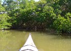 Captiva102216-6248  Monday, Day 3, Kayaking from Tween Waters down Roosevelt Channel, then back up, thru Mangrove Trail, then loop left/north around Buck Key back to Launch point.  Rough Waters, sheltered. Same as Day 2 : 2016, Buck Key, Captiva, Kayaking, Paddeling, Roosevelt Channel