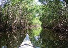 Captiva102216-6250  Monday, Day 3, Kayaking from Tween Waters down Roosevelt Channel, then back up, thru Mangrove Trail, then loop left/north around Buck Key back to Launch point.  Rough Waters, sheltered. Same as Day 2 : 2016, Buck Key, Captiva, Kayaking, Paddeling, Roosevelt Channel