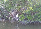 Captiva102216-6159  Sunday, Day 2, Kayaking from Tween Waters down Roosevelt Channel, then back up, thru Mangrove Trail, then loop left/north around Buck Key back to Launch point.  Rough Waters, sheltered. : 2016, Buck Key, Captiva, Kayaking, Roosevelt Channel