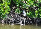 Captiva102216-6166  Sunday, Day 2, Kayaking from Tween Waters down Roosevelt Channel, then back up, thru Mangrove Trail, then loop left/north around Buck Key back to Launch point.  Rough Waters, sheltered. : 2016, Buck Key, Captiva, Kayaking, Roosevelt Channel