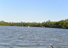 Captiva102216-6177  Sunday, Day 2, Kayaking from Tween Waters down Roosevelt Channel, then back up, thru Mangrove Trail, then loop left/north around Buck Key back to Launch point.  Rough Waters, sheltered. : 2016, Buck Key, Captiva, Kayaking, Roosevelt Channel