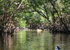 Captiva102216-6187  Sunday, Day 2, Kayaking from Tween Waters down Roosevelt Channel, then back up, thru Mangrove Trail, then loop left/north around Buck Key back to Launch point.  Rough Waters, sheltered. : 2016, Buck Key, Captiva, Kayaking, Roosevelt Channel
