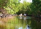 Captiva102216-6189  Sunday, Day 2, Kayaking from Tween Waters down Roosevelt Channel, then back up, thru Mangrove Trail, then loop left/north around Buck Key back to Launch point.  Rough Waters, sheltered. : 2016, Buck Key, Captiva, Kayaking, Roosevelt Channel