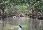 Captiva102216-6193  Sunday, Day 2, Kayaking from Tween Waters down Roosevelt Channel, then back up, thru Mangrove Trail, then loop left/north around Buck Key back to Launch point.  Rough Waters, sheltered. : 2016, Buck Key, Captiva, Kayaking, Roosevelt Channel