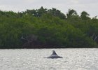Dolphin  Dolphin seen while Kayaking from Tween Waters along Roosevelt Channel. : 2016, Buck Key, Captiva, Dolphin, Paddeling, Roosevelt Channel, paddling