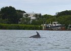 Dolphin  Dolphin seen while Kayaking from Tween Waters along Roosevelt Channel. : 2016, Buck Key, Captiva, Dolphin, Paddeling, Roosevelt Channel, paddling