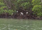 Captiva102216-6374  Thursday, Day 6 Kayaking from Tween Waters down Roosevelt Channel, then back up. Then cut through the Mangrove Trail  and arround the Northern tip of Buck Key and back to Tween Waters. : 2016, Buck Key, Captiva, Paddeling, Roosevelt Channel, paddling