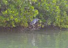 Captiva102216-6380  Thursday, Day 6 Kayaking from Tween Waters down Roosevelt Channel, then back up. Then cut through the Mangrove Trail  and arround the Northern tip of Buck Key and back to Tween Waters. : 2016, Buck Key, Captiva, Paddeling, Roosevelt Channel, paddling