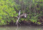 Captiva102216-6392  Thursday, Day 6 Kayaking from Tween Waters down Roosevelt Channel, then back up. Then cut through the Mangrove Trail  and arround the Northern tip of Buck Key and back to Tween Waters. : 2016, Buck Key, Captiva, Paddeling, Roosevelt Channel, paddling