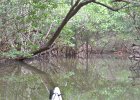 Captiva102216-6409  Thursday, Day 6 Kayaking from Tween Waters down Roosevelt Channel, then back up. Then cut through the Mangrove Trail  and arround the Northern tip of Buck Key and back to Tween Waters. : 2016, Buck Key, Captiva, Paddeling, Roosevelt Channel, paddling