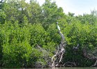Captiva102216-6305  Tuesday, Day 4 Kayaking from Tween Waters down Roosevelt Channel, then back up the far side of BUck Key against the wind.  Then cut through the Mangrove Trail and back to Tween Waters. : 2016, Buck Key, Captiva, Kayaking, Roosevelt Channel, paddling