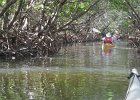 Captiva102216-6294  Tuesday, Day 4 Kayaking from Tween Waters down Roosevelt Channel, then back up the far side of BUck Key against the wind.  Then cut through the Mangrove Trail and back to Tween Waters. : 2016, Buck Key, Captiva, Kayaking, Roosevelt Channel, paddling